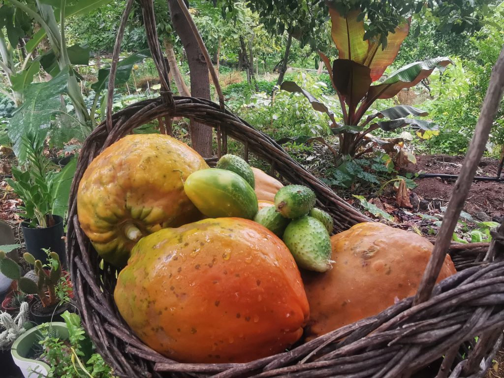 Gran Canaria Products